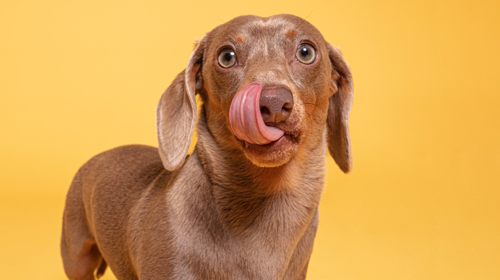 Everything you need to know  about hydrolysed dog food-Image 2