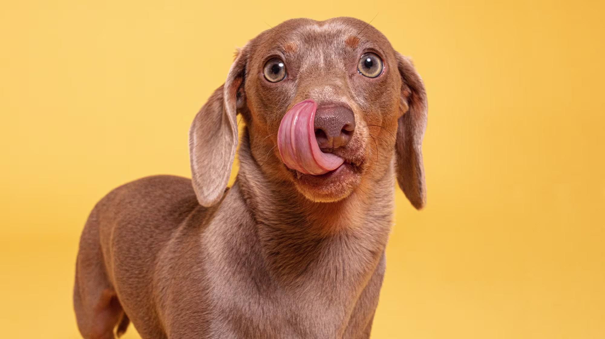Everything you need to know about hydrolysed dog food-Image 2