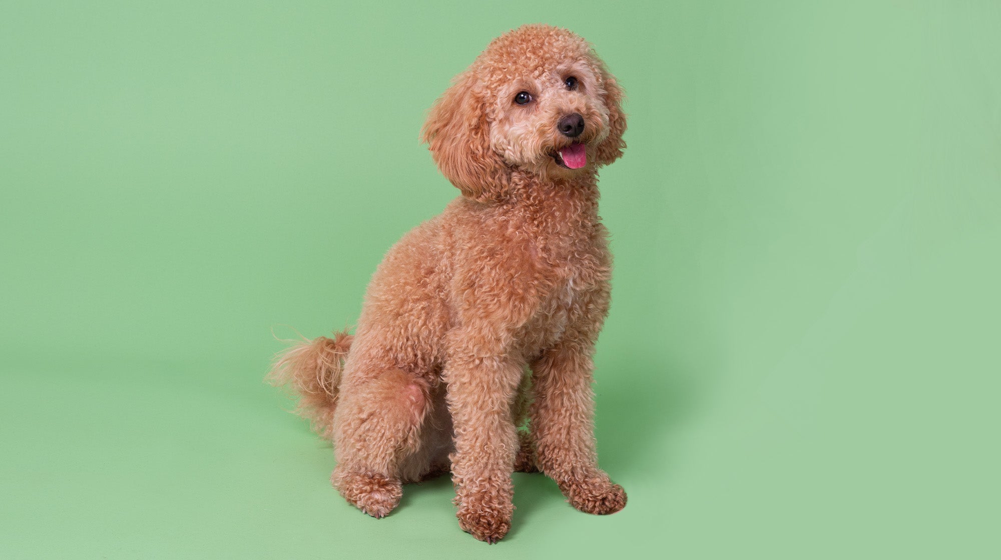 Dog constipation: Helping dogs poop quickly-Image 1