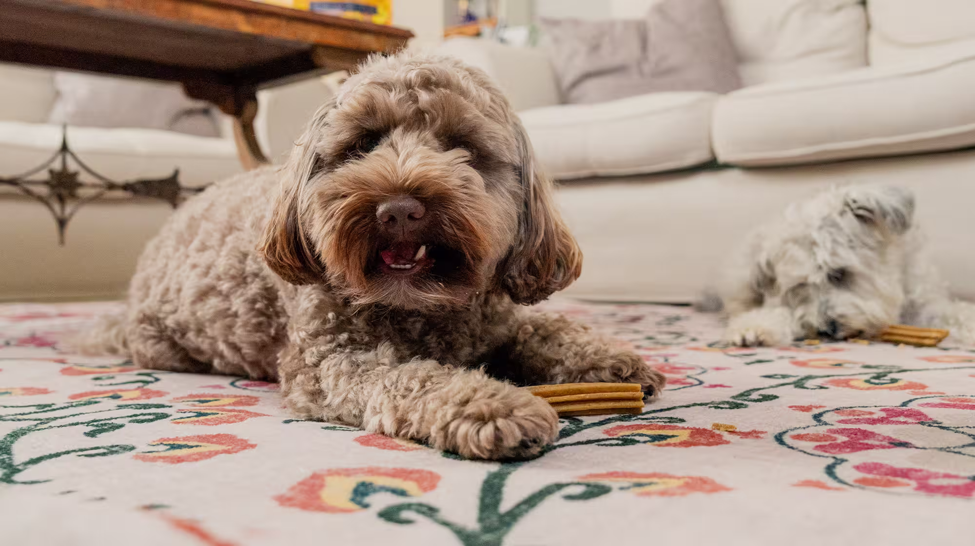 A brown fluffy dog is laying on the floor with a Pooch & Mutt Dental Stick. Behind them there's a white dog also with a dental stick.
