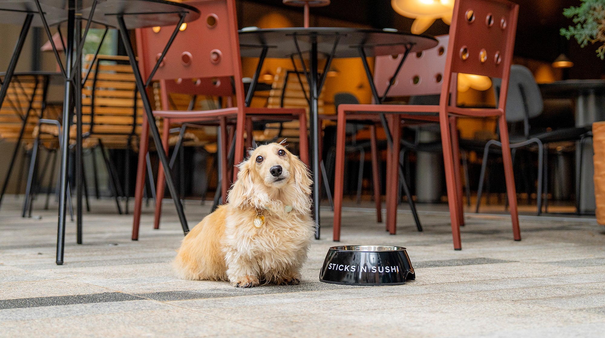 Dining in a restaurant with your dog: Tips & Tricks-Image 1