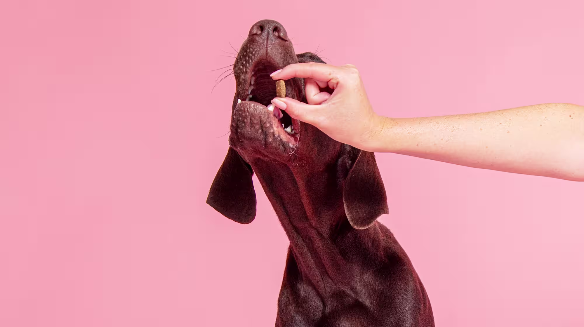 A chocolate Labrador taking a treat from their owner, against a pale pink background