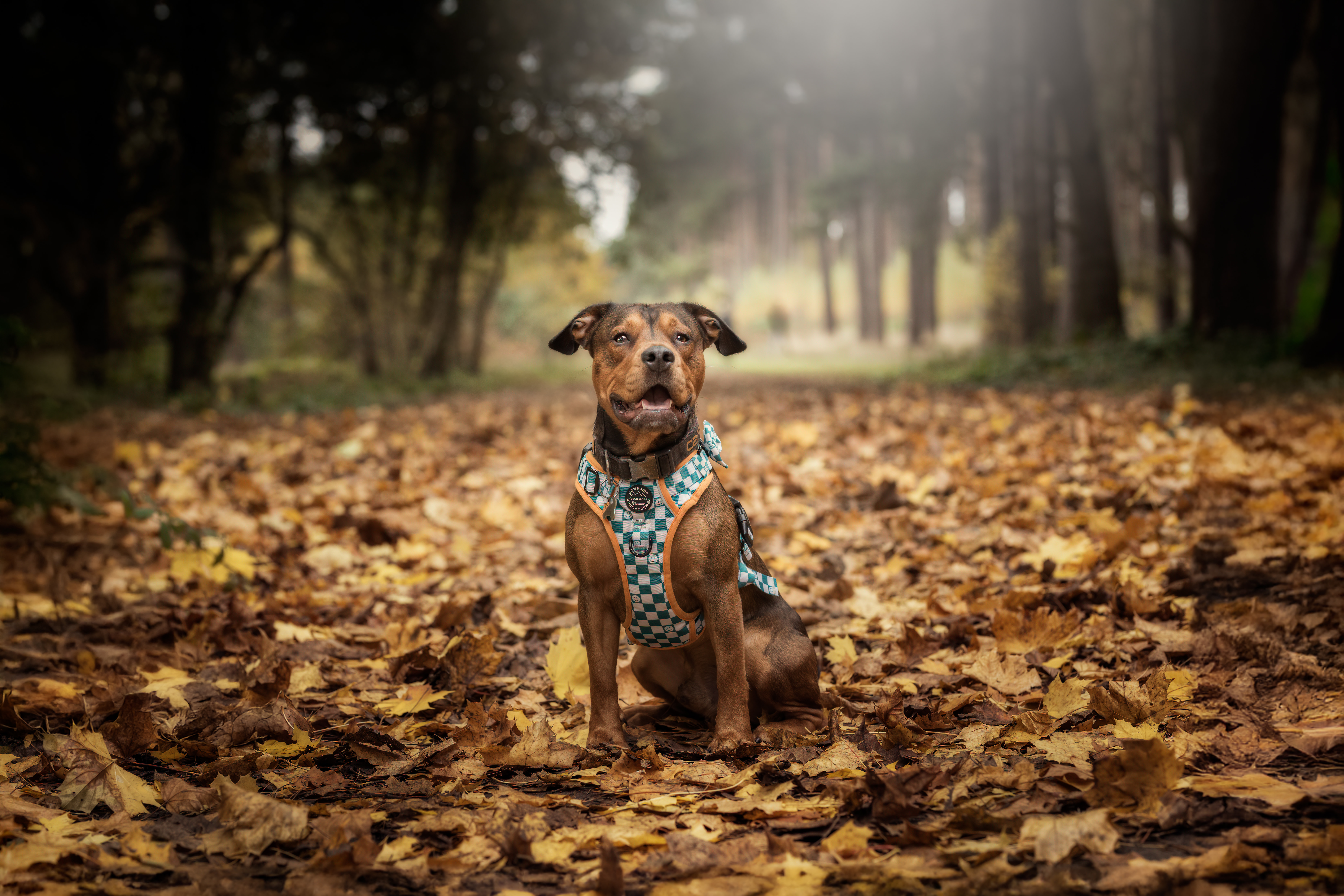 IMG 6214 - Chloe Bailey