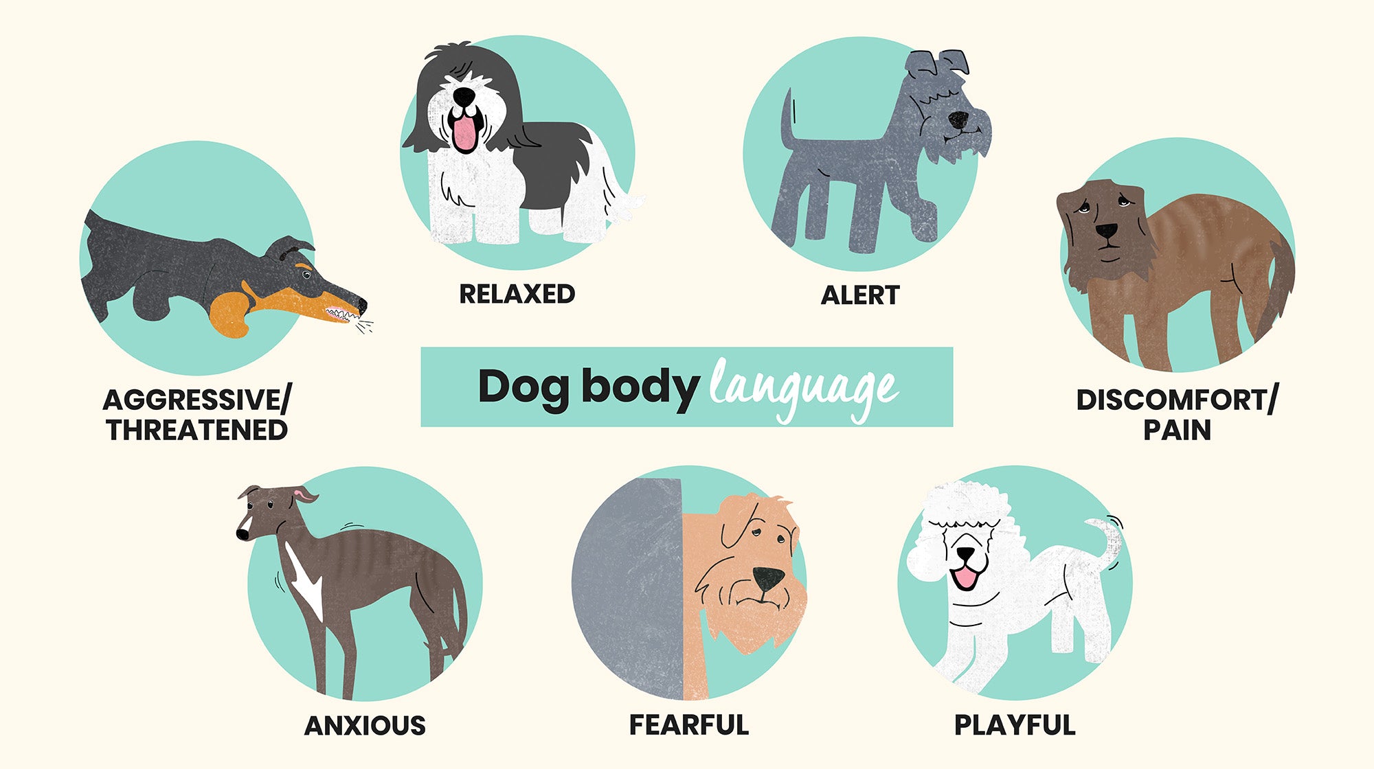 Understanding your dog’s body language-Image 2