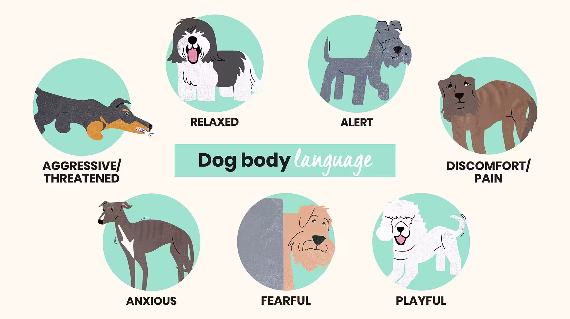 Understanding your dog’s body language-Image 2