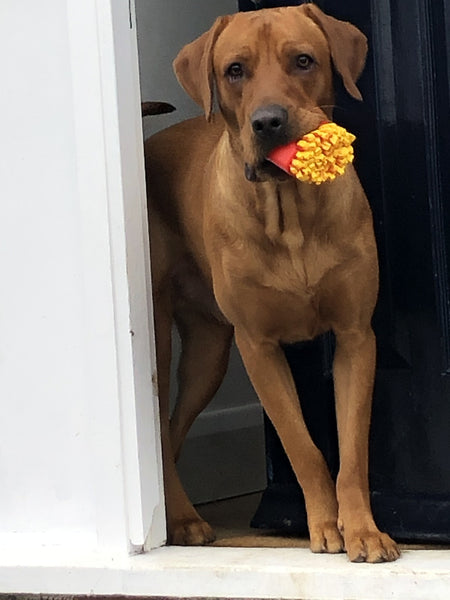 Fox red Labrador dog