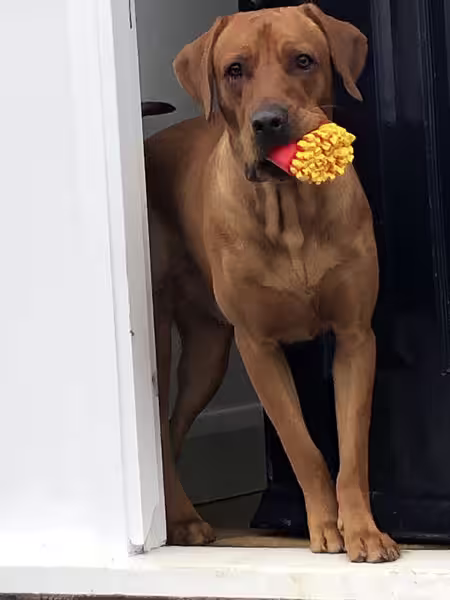 Fox red Labrador dog