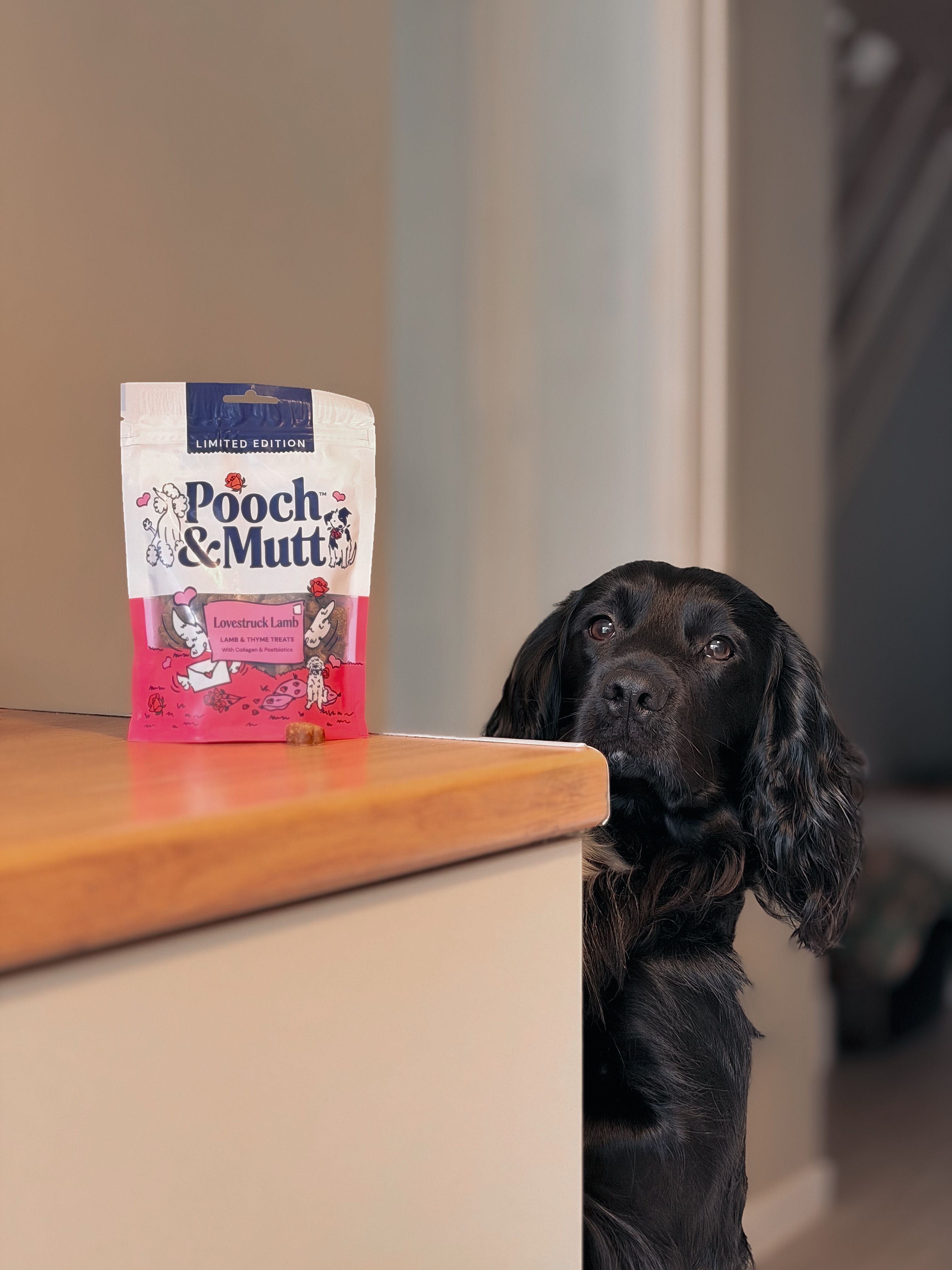 IMG 3424 - Toby The sprocker