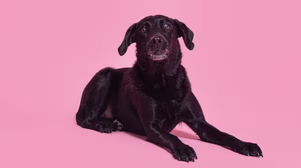 A black short haired dog, lying down, against a pale pink backdrop