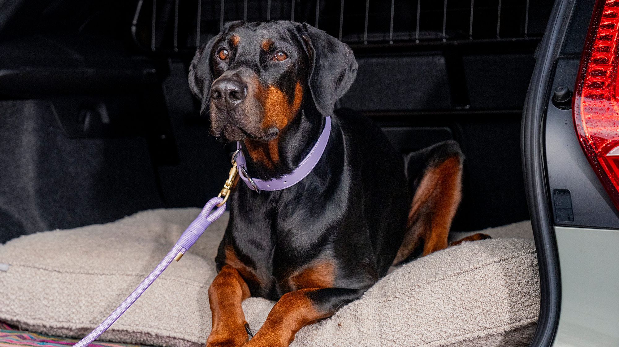 A black and tan Doberman sits in the boot of a car, wearing a purple collar and lead.