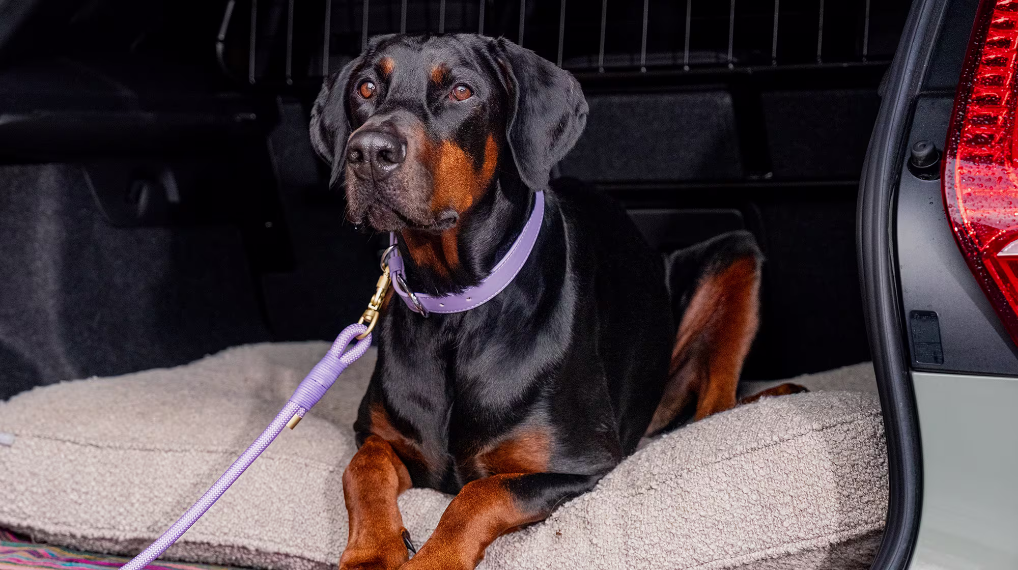 A black and tan Doberman sits in the boot of a car, wearing a purple collar and lead.
