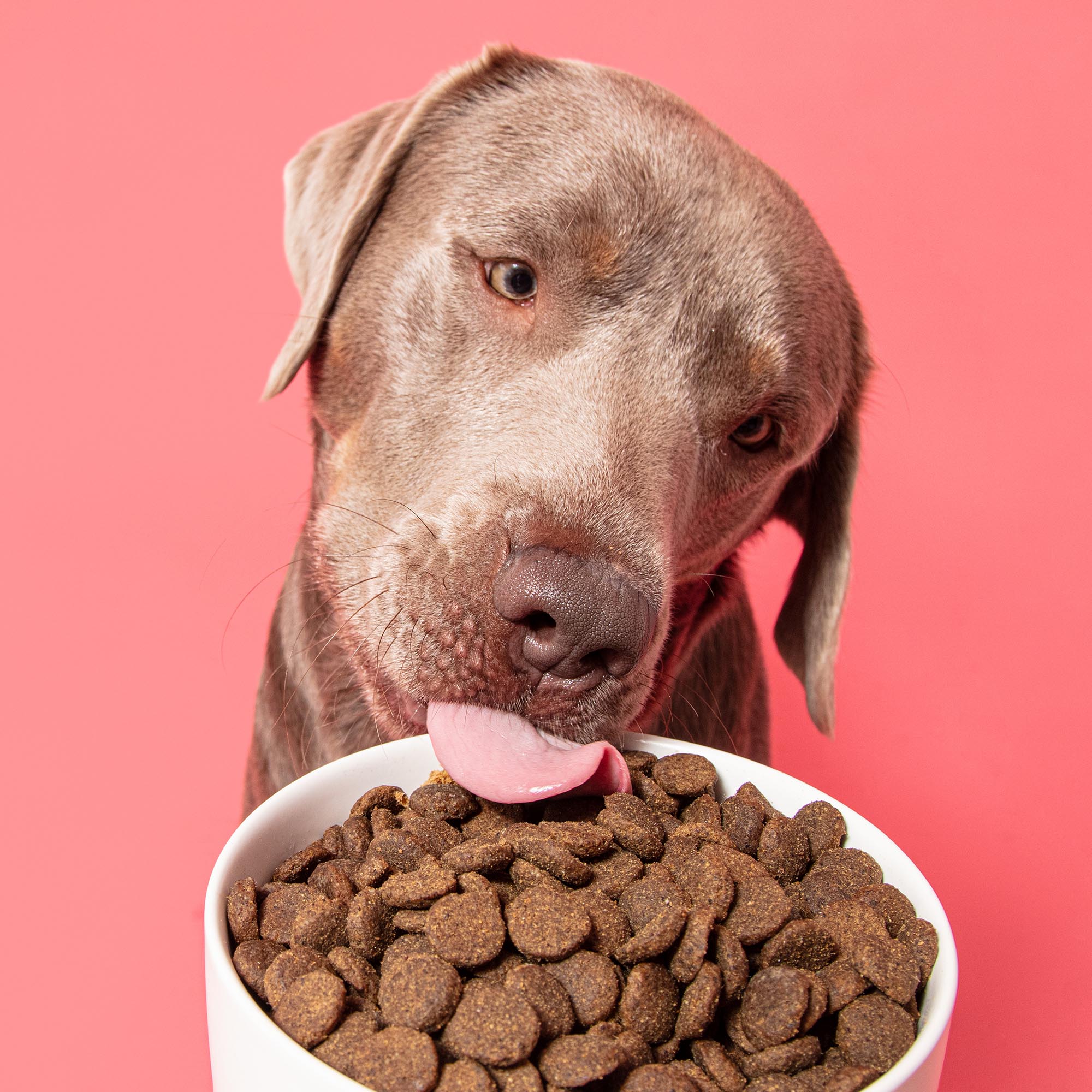 primal wild board pdp new