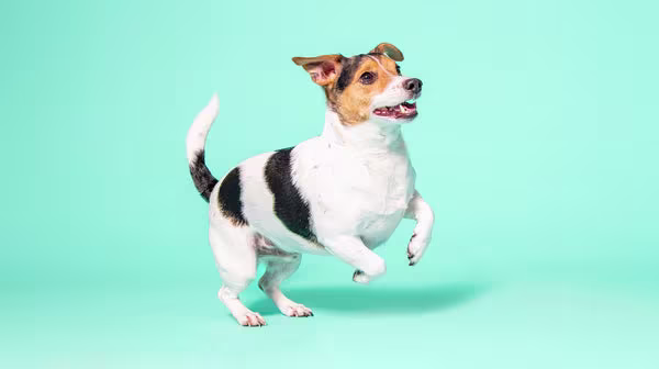 A tri-coloured Jack Russell Dog jumping in the air against an aqua blue background