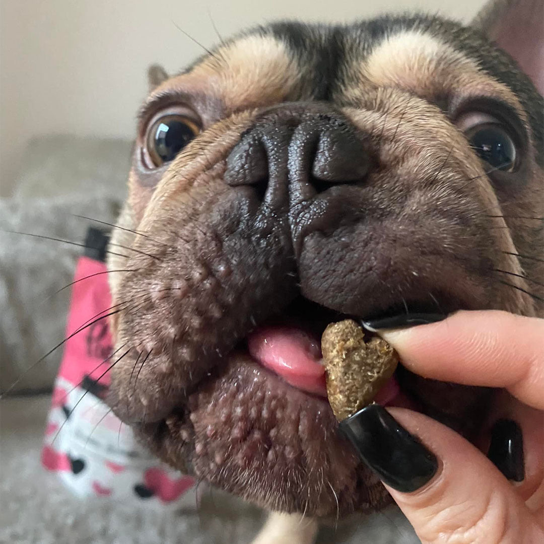 6 reasons to love our Love-ly Lamb Meaty Treats-Image 12