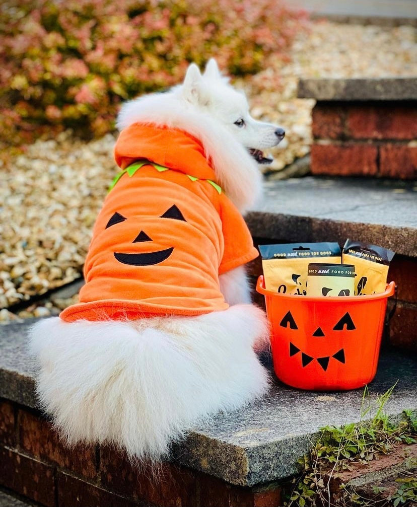How to keep your dog safe this Halloween-Image 5