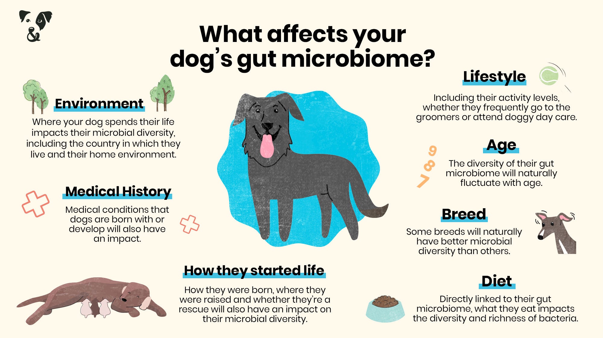 Dog owners: What you need to know about your dog’s gut microbiome-Image 4