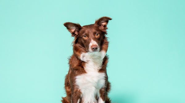 How to cope with losing your dog-Image 1