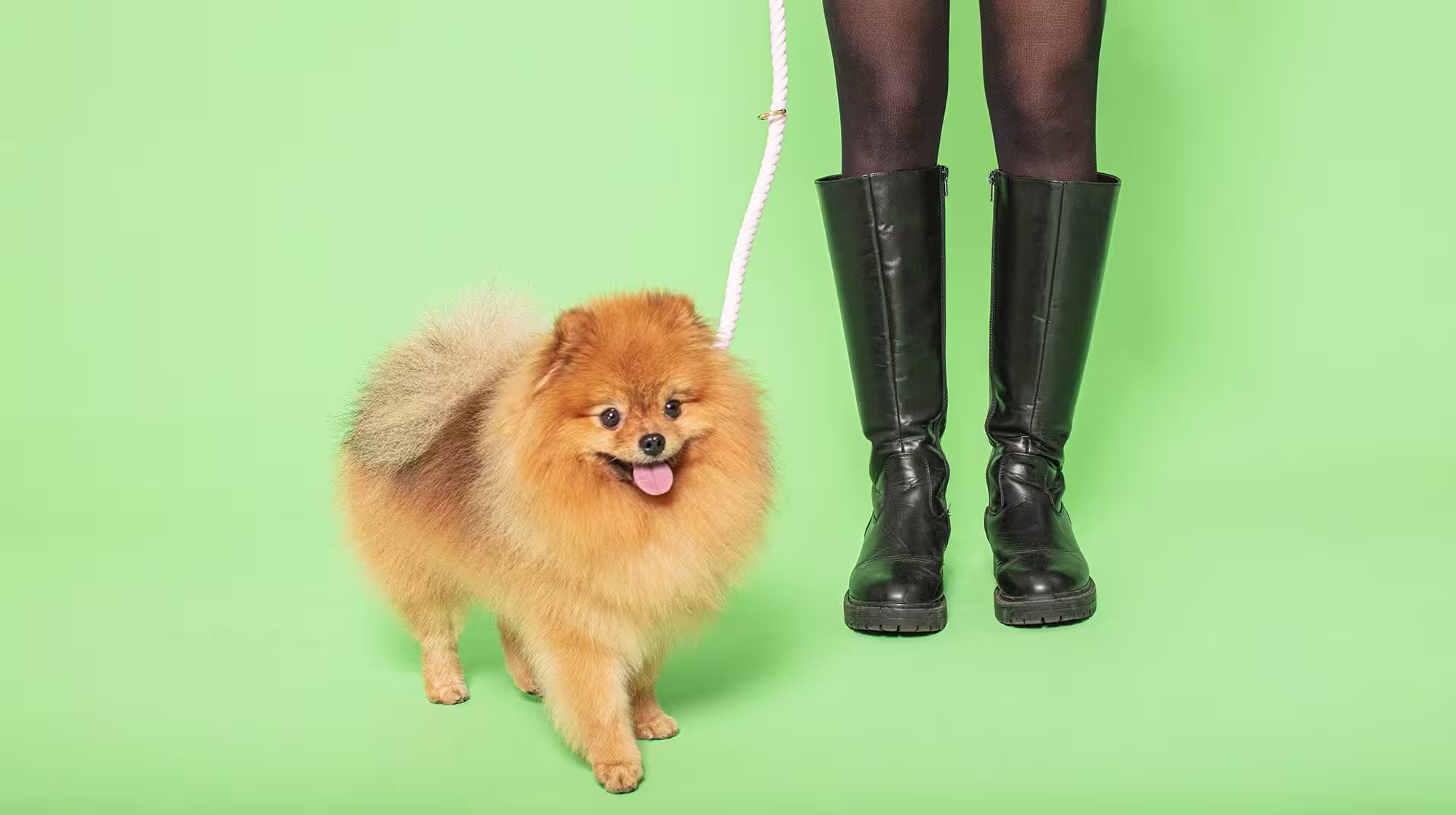 Blue-green algae: Why is it a danger to dogs?-Image 2