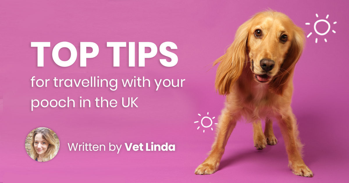 Top tips for travelling with your pooch in the UK-Image 1