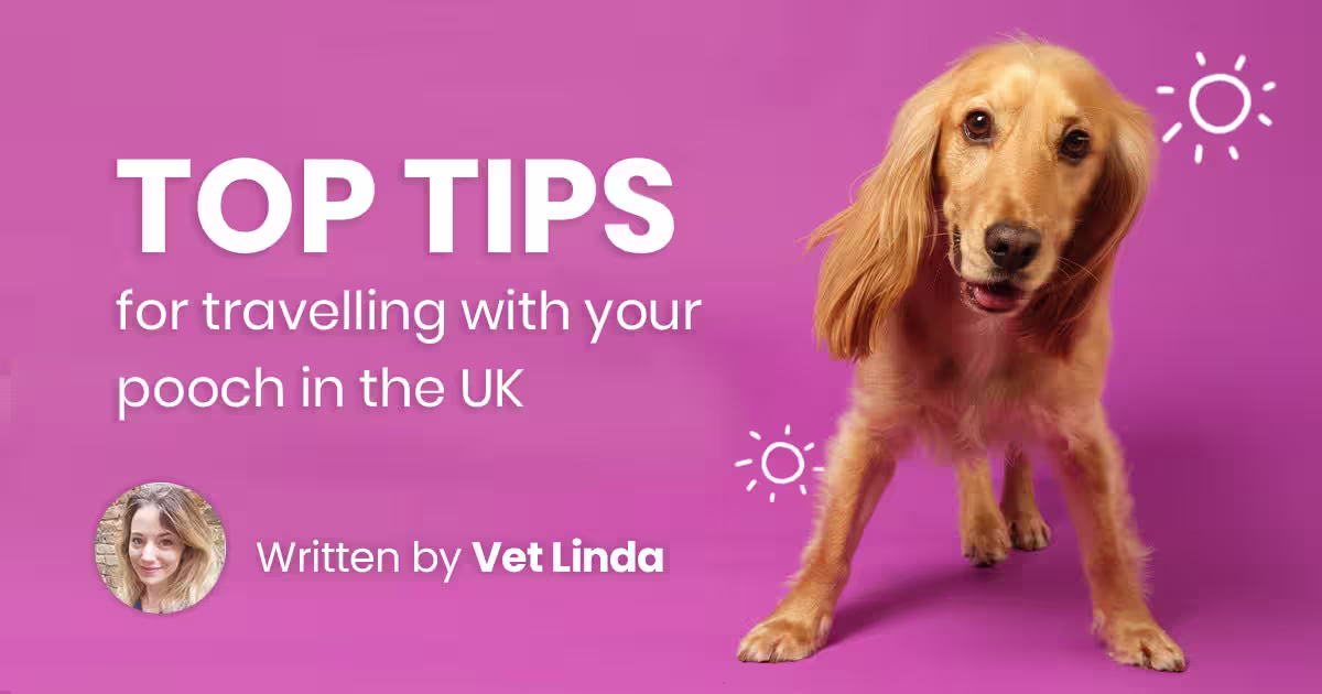 Top tips for travelling with your pooch in the UK-Image 1