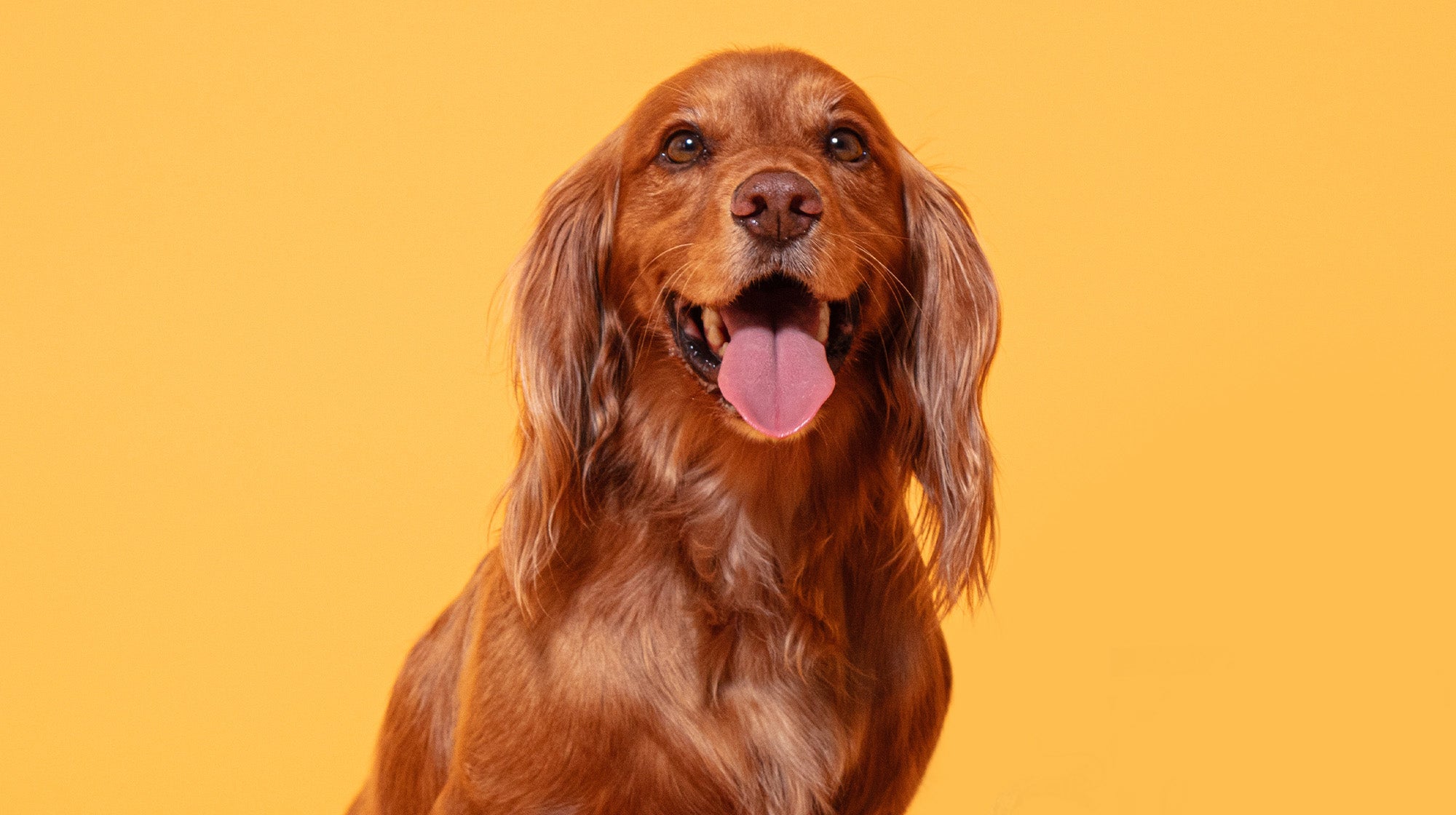 Vet Explains: What are high liver enzymes in dogs?-Image 1