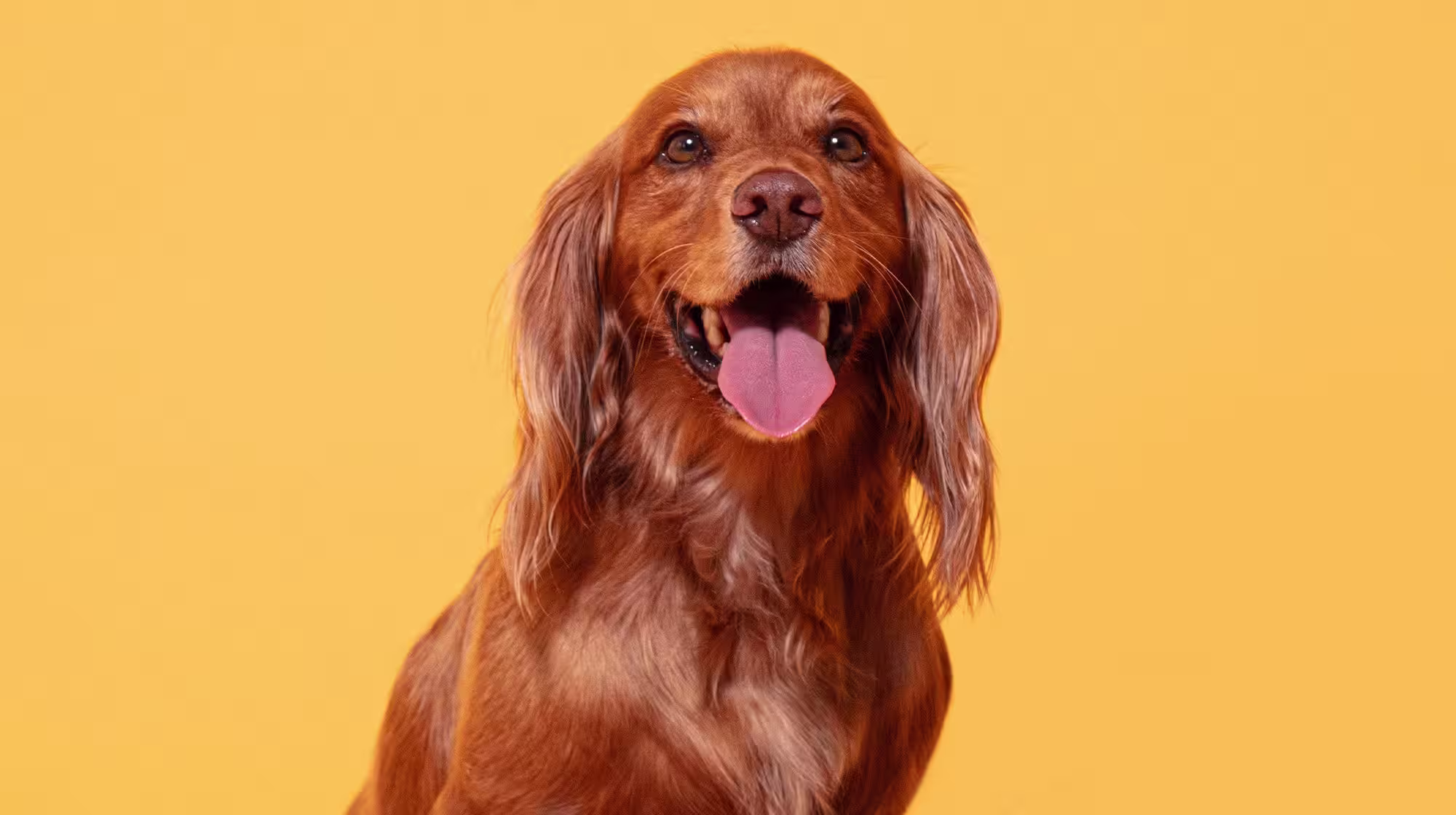 Vet Explains: What are high liver enzymes in dogs?-Image 1