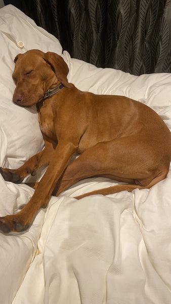 Picture of a Hungarian Visla sleeping