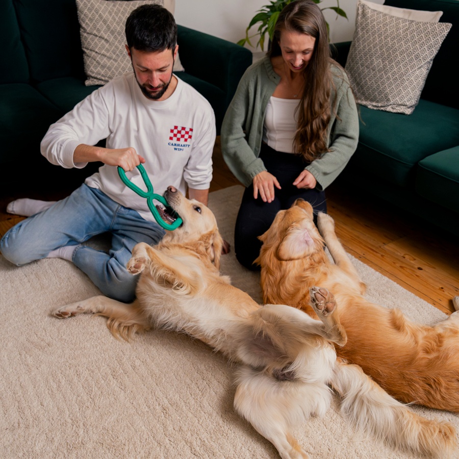 A couple play with two golden retriever dogs on the floor