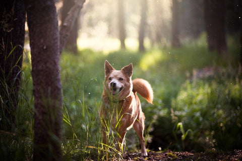 4 Ways To Celebrate Earth Day And Go Green With Your Dog-Image 4