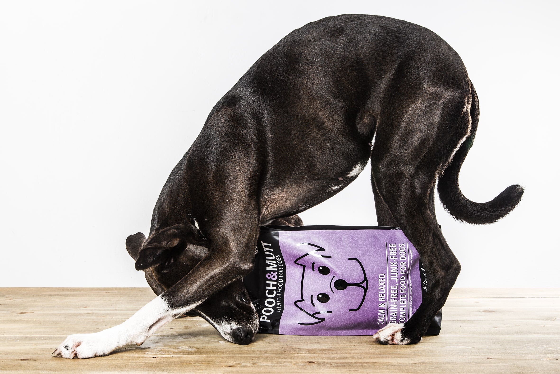 3 fun ways to exercise your dog-Image 1