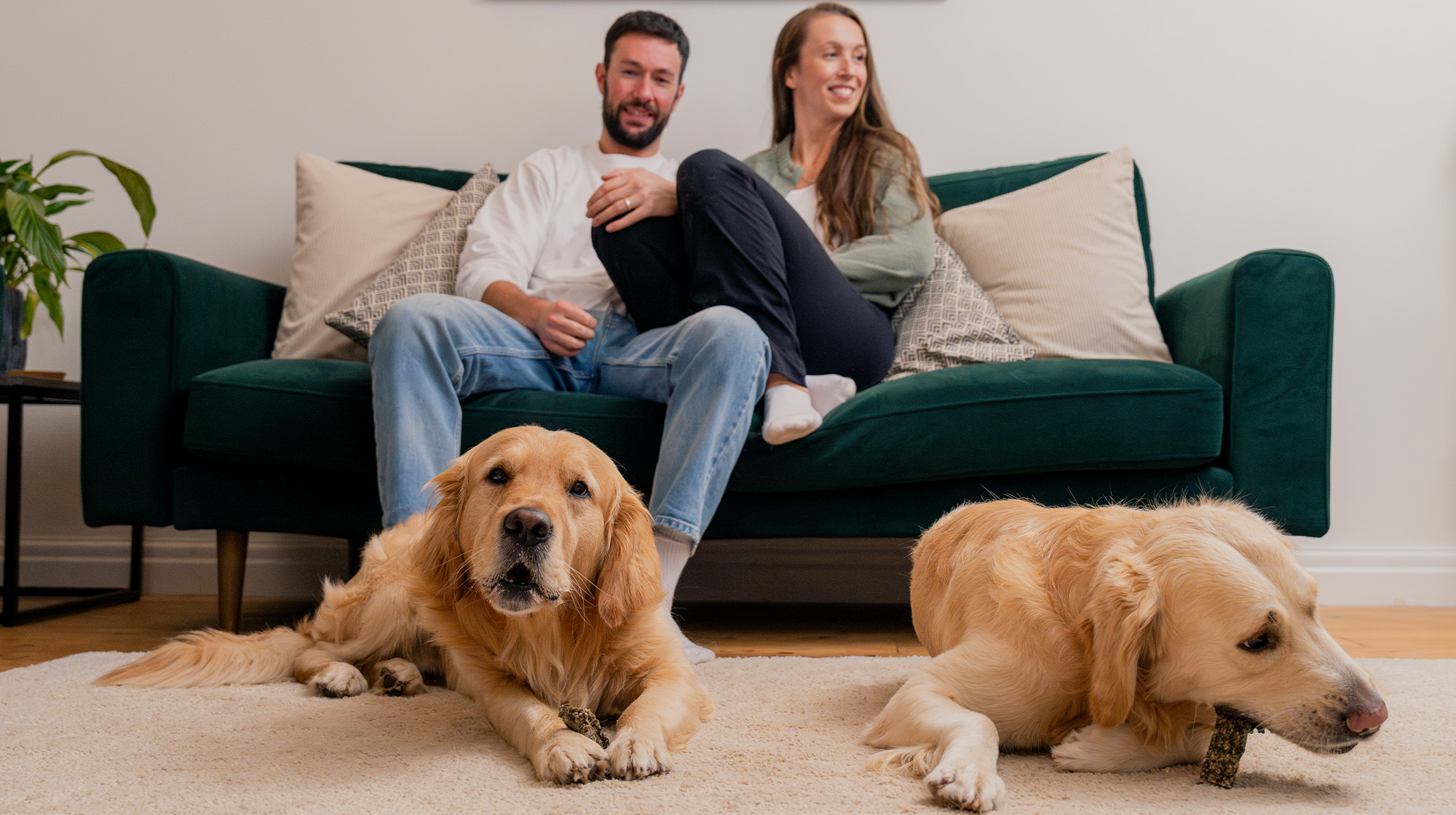 Two dog owners sit on the sofa whilst two Golden Retrievers lie on the floor chewing Pooch & Mutt Long Lasting Fish Hide Chews.