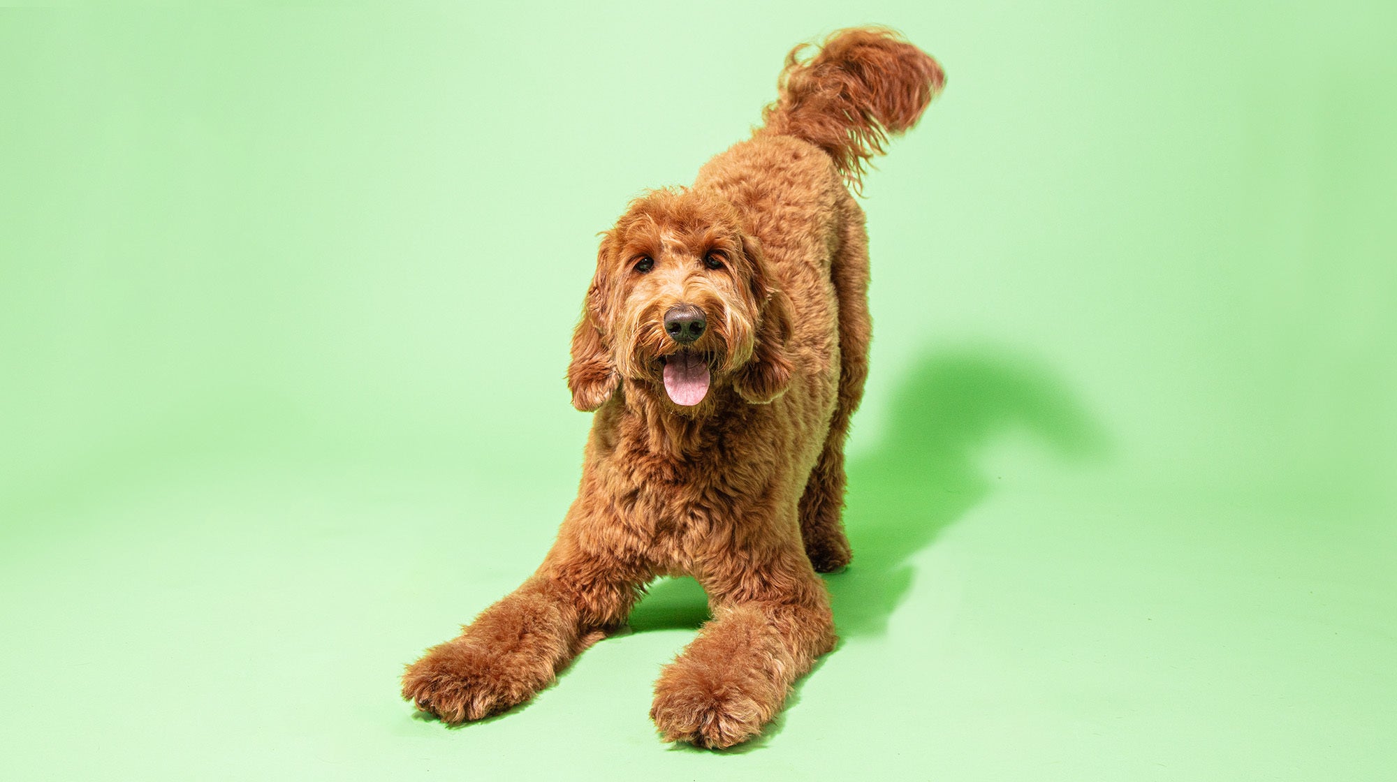 Urinary health in dogs:  Everything you need to know-Image 1