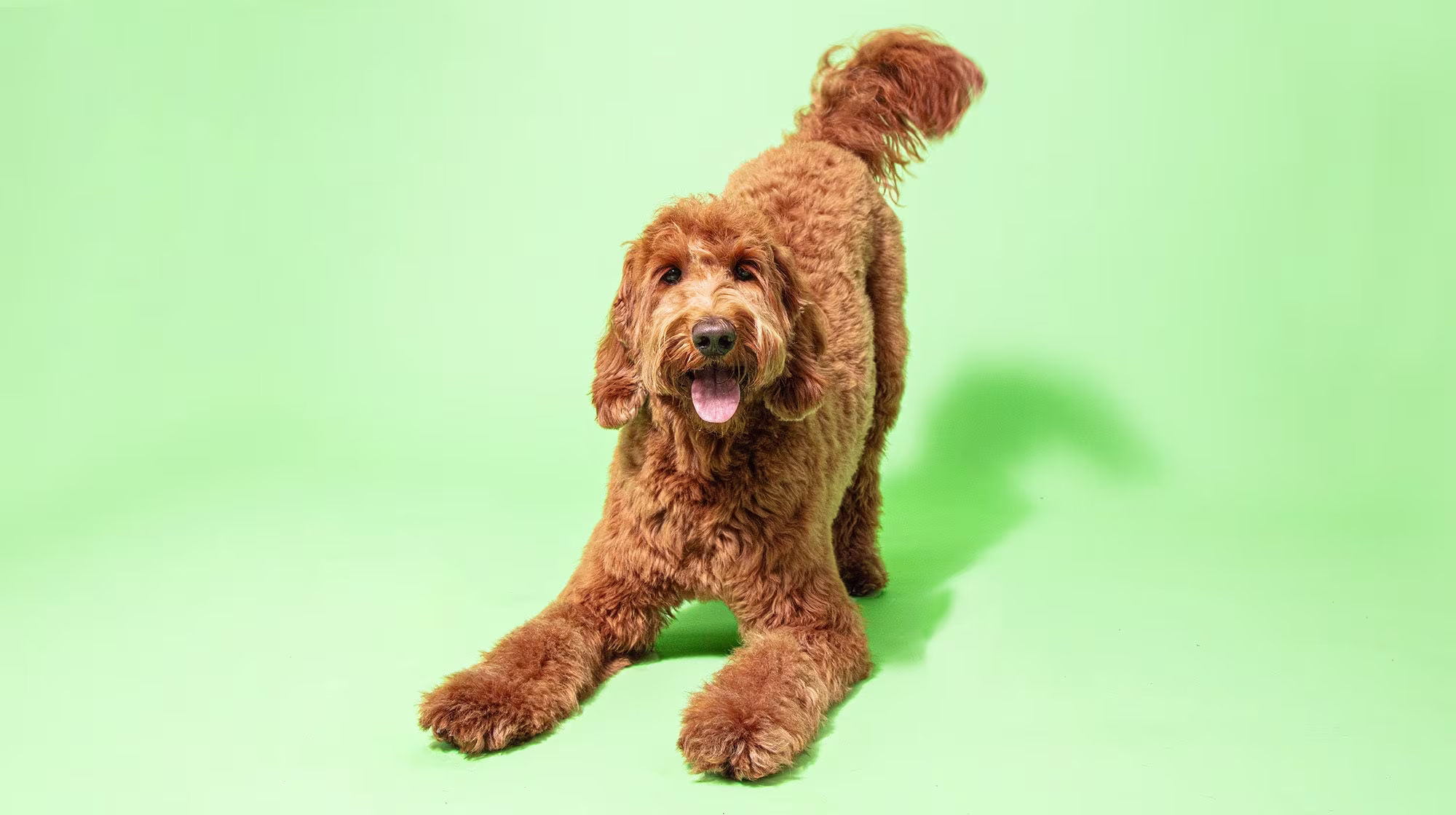 Urinary health in dogs: Everything you need to know-Image 1