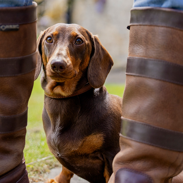 WEB GUT HEALTH 2.0 HOMEPAGE ALL BREEDS BANNER