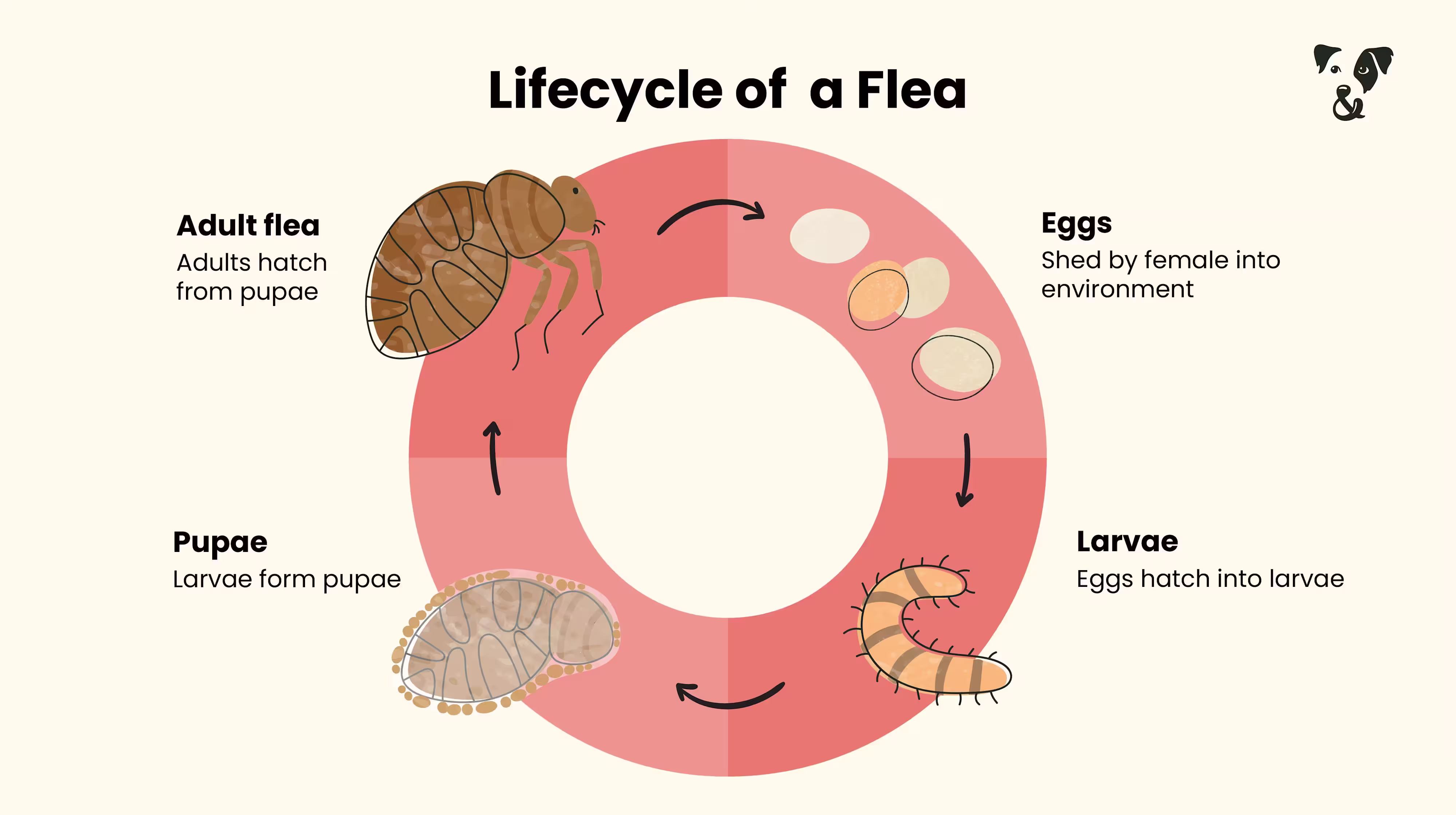 My puppy has fleas! What next?-Image 1
