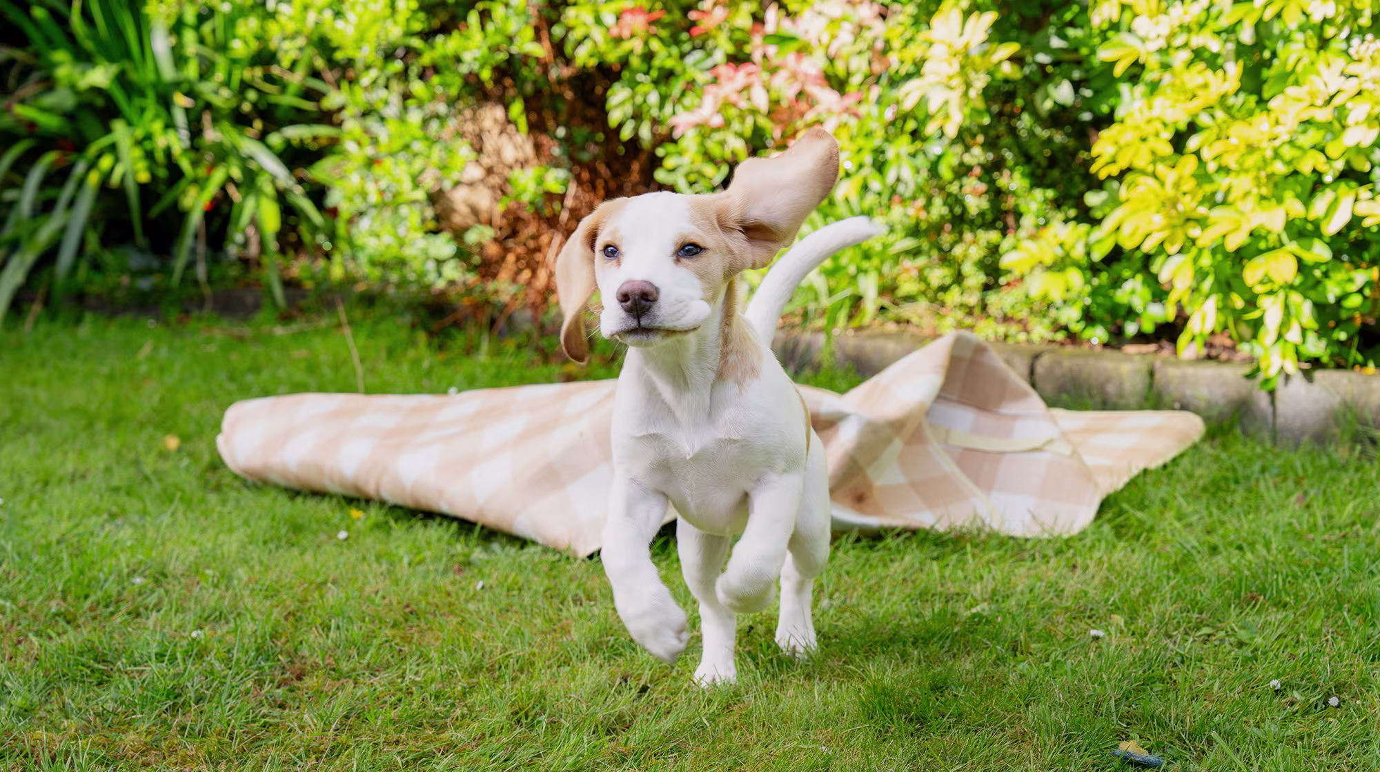 BLOG GUT HEALTH 2.0 PUPPY GUT HEALTH BODY IMAGE 1
