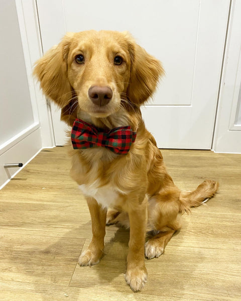 Meet the Pooch & Mutt VIP’s (Very Important Pooches)-Image 1