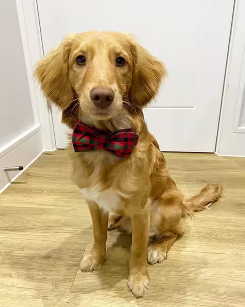 Meet the Pooch & Mutt VIP’s (Very Important Pooches)-Image 1