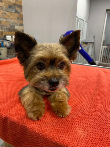 How to groom your dog at home-Image 6