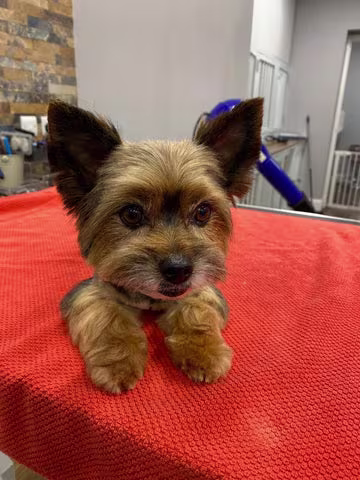 How to groom your dog at home-Image 6