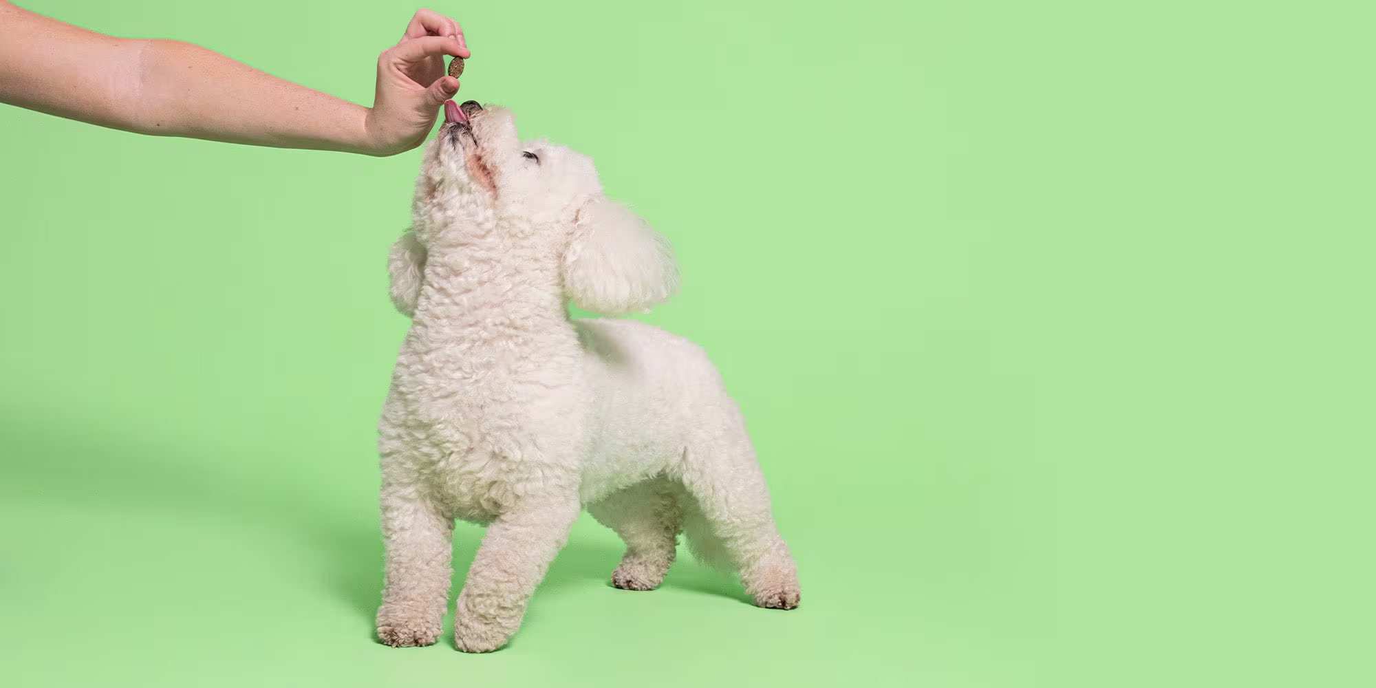 What to do if your dog is stung by a bee or wasp-Image 1