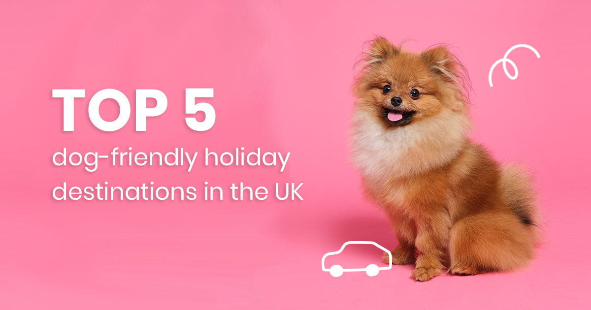 Top 5 dog-friendly holiday destinations in the UK-Image 1