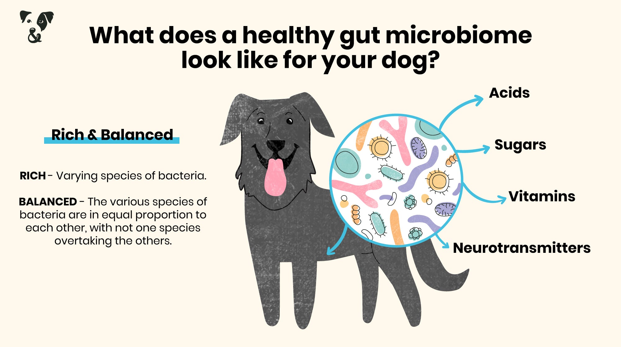 How your dog's gut can cause hair loss and skin irritation-Image 3