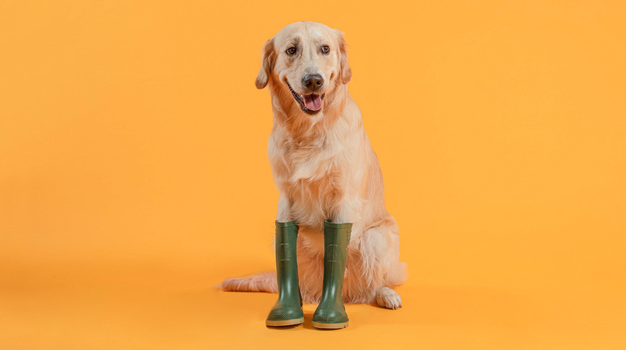 labrador wearing wellies