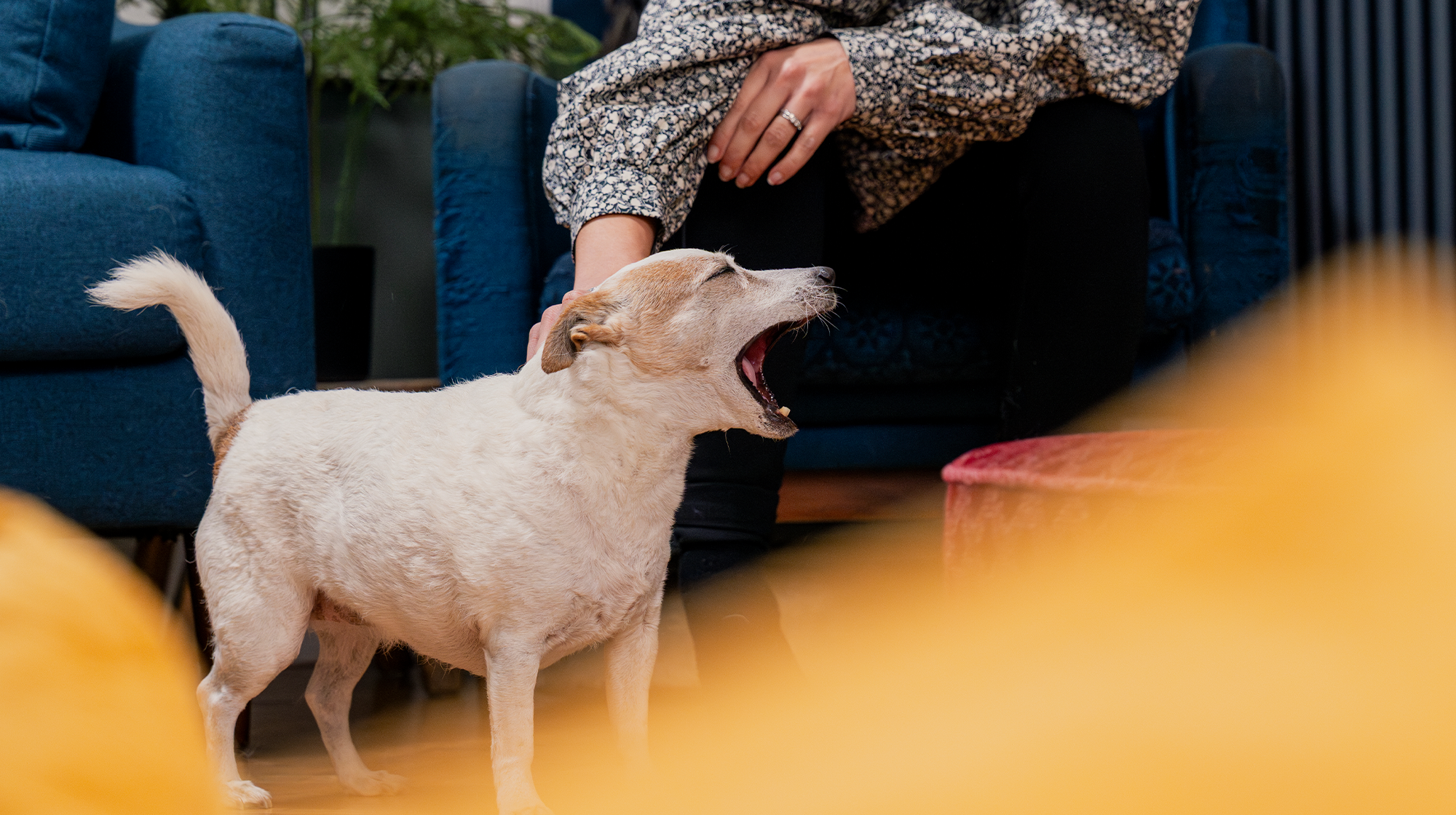 A small dog mid yawn whilst being stroked by their owner.