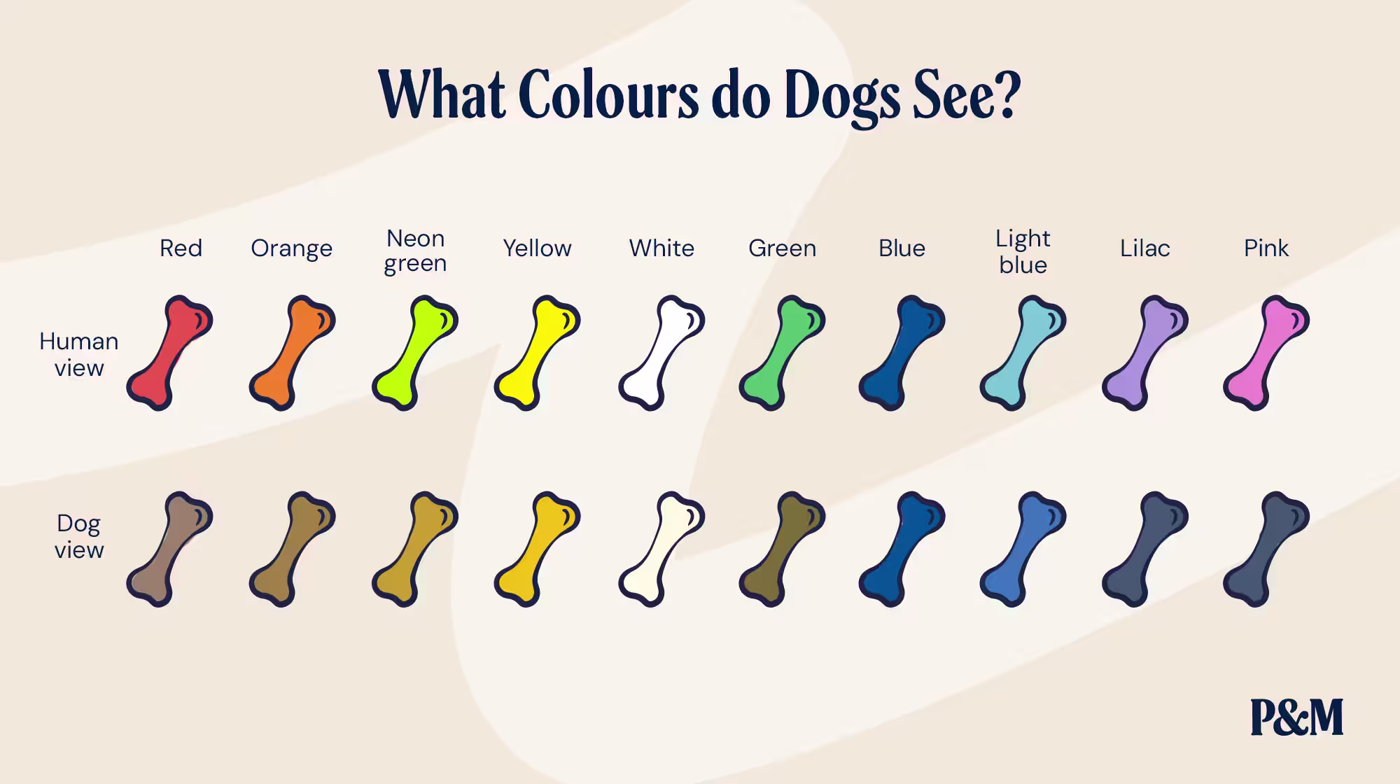 P&M BLOG WHAT COLOURS DO DOGS SEE INFOGRAPHIC 1