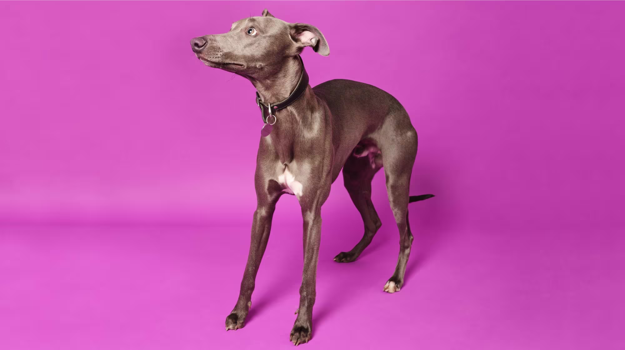 Greyhound Scared