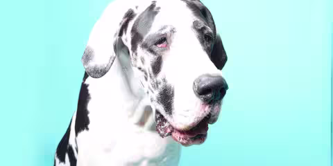 Huge black and white dog against a pale blue background