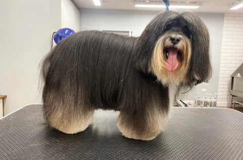 How to groom your dog at home-Image 4