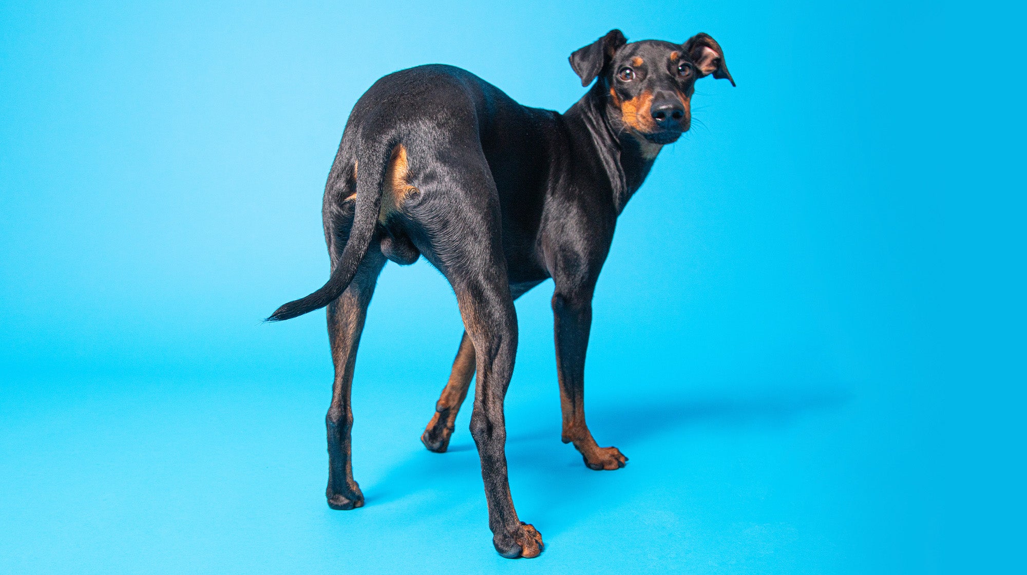 Why do your dog's farts smell so bad?-Image 1